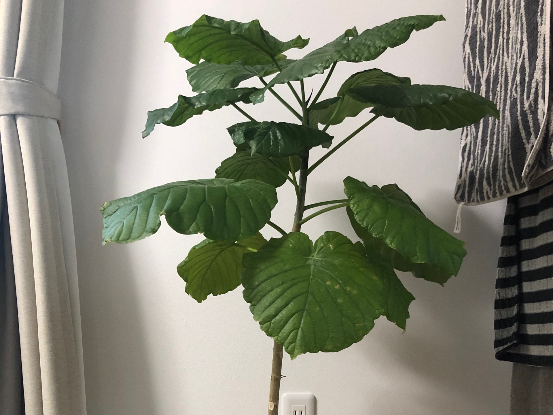 暮らし ウンベラータの鉢の植え替え 整理収納で暮らし方を整える 長野市 整理収納アドバイザー 西澤佳代子 Kayohome カヨホーム ブログ